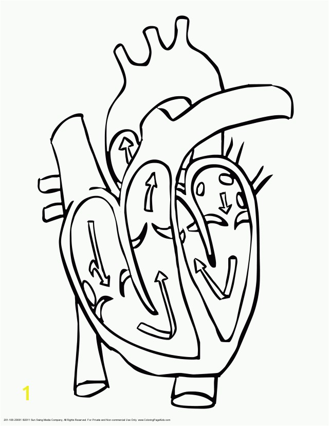 Human Heart Coloring Pages Free Coloring Pages For Kids