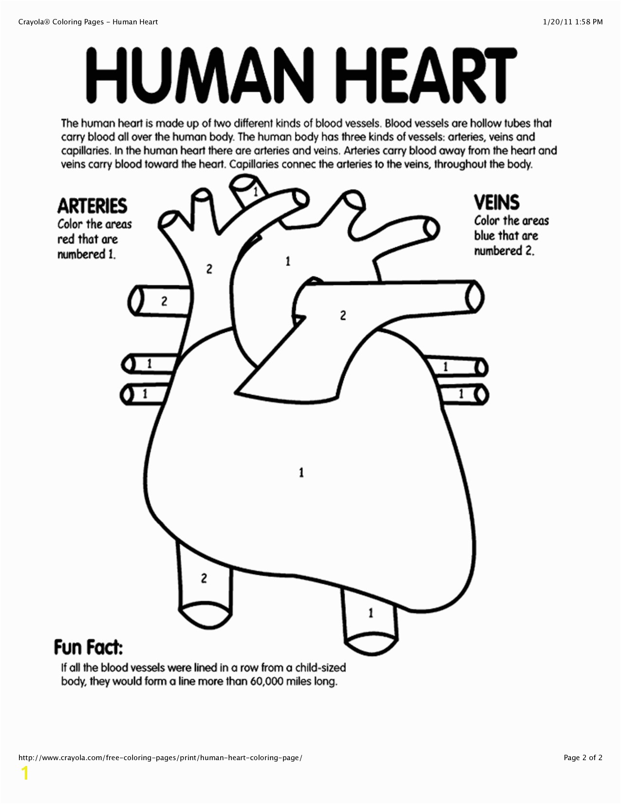 New Human Heart Coloring Pages Gallery 2 b Dazzling Design Ideas Free Anatomy Coloring