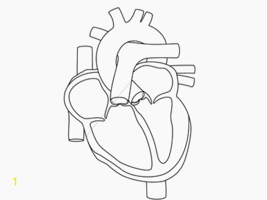 Human Heart Coloring Pages