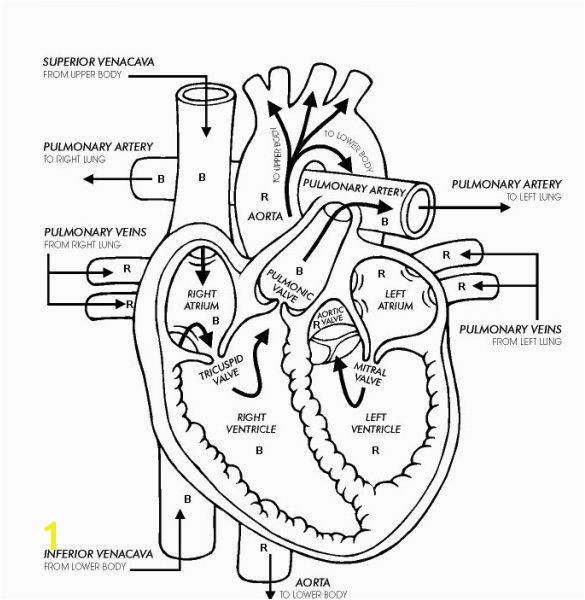 Anatomical Heart Coloring Pages Human Heart Template Selowithjo