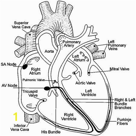 Image result for anatomical heart coloring pages