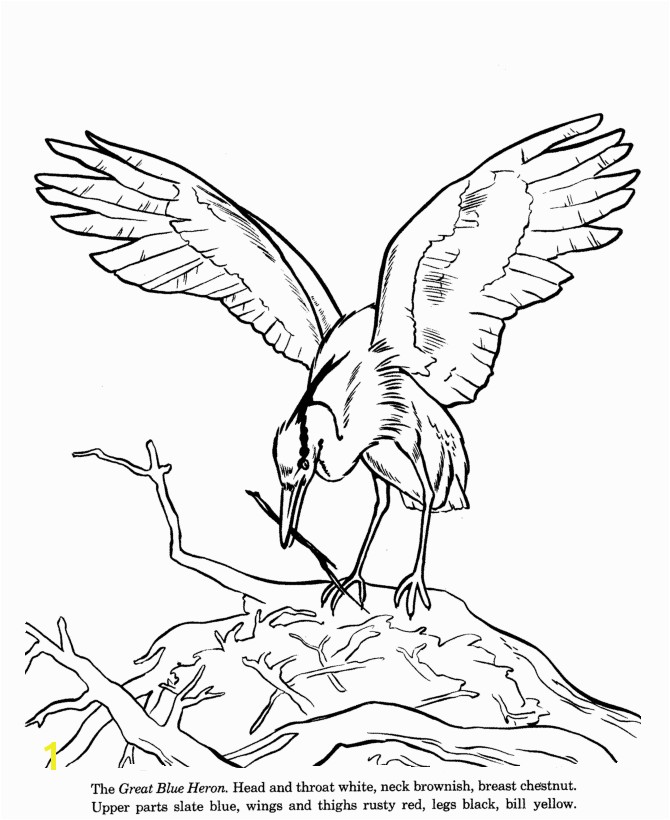 Great Blue Heron coloring page