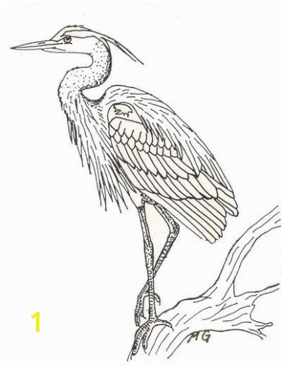 Blue Heron Coloring Page