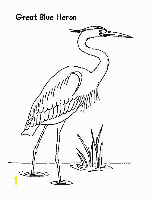 Great Blue Heron coloring page