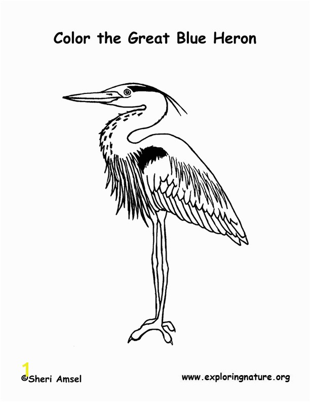 Blue Heron Coloring Page Heron Great Blue Coloring Page