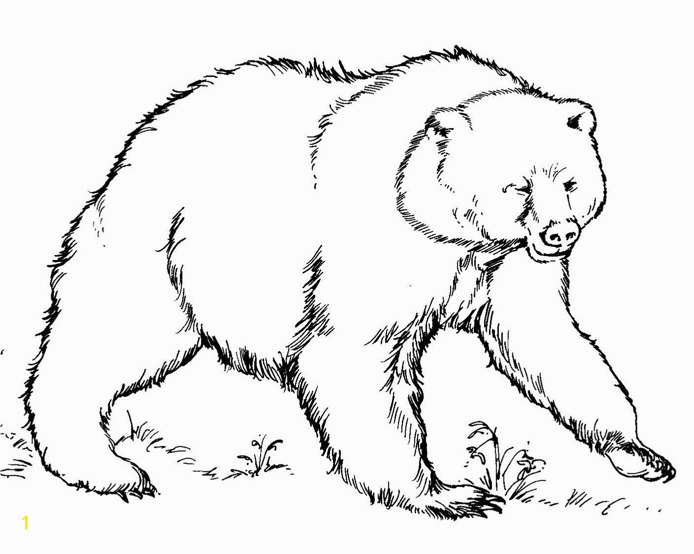 Grizzly Bear Coloring Pages Best Grizzly Bears Coloring Pages Design