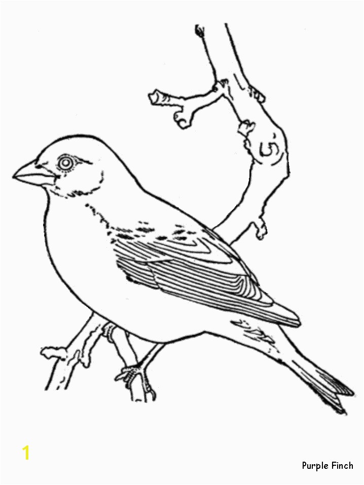 Bird Coloring Pages