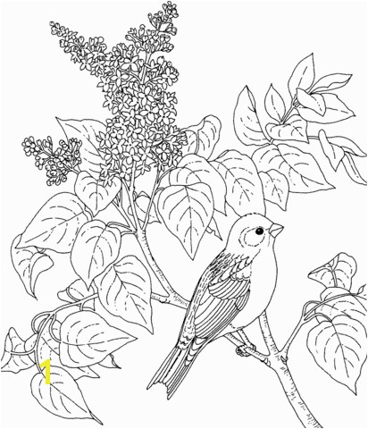 New Hampshire Purple Finch and Purple Lilac coloring page