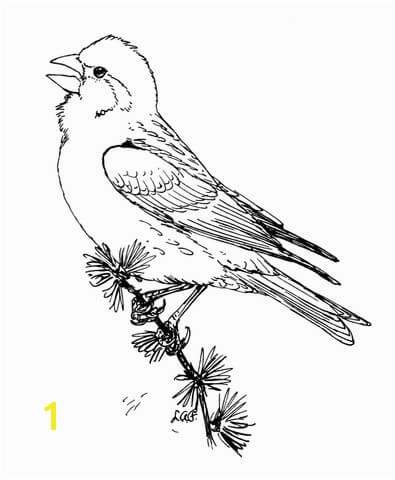 Purple Finch coloring page