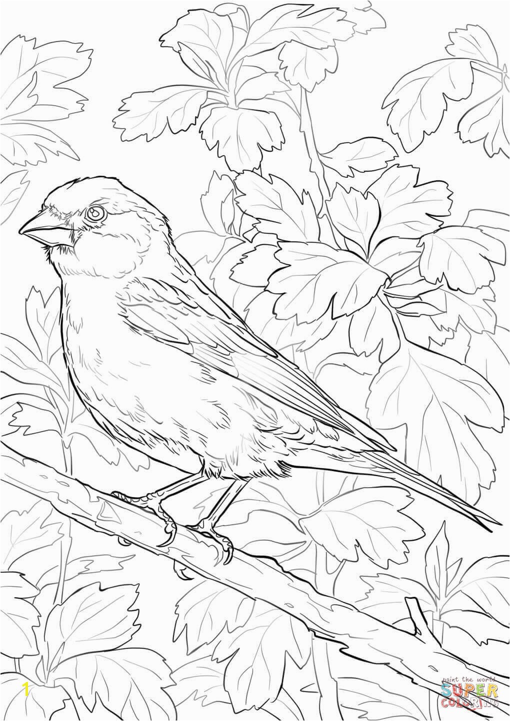 the Purple Finch coloring pages