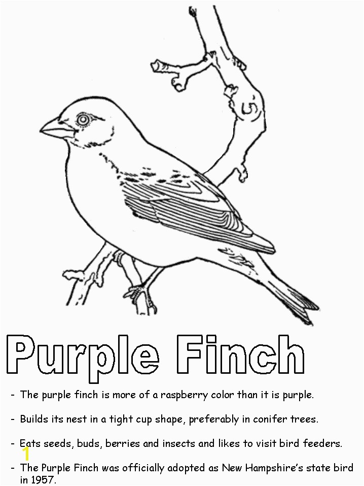 Purple Finch Coloring Page Purple Finch Coloring Page