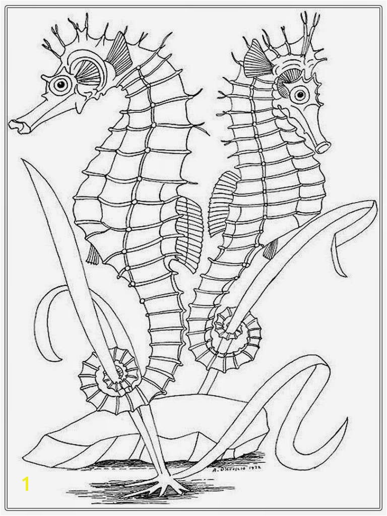 seahorse adult coloring pages