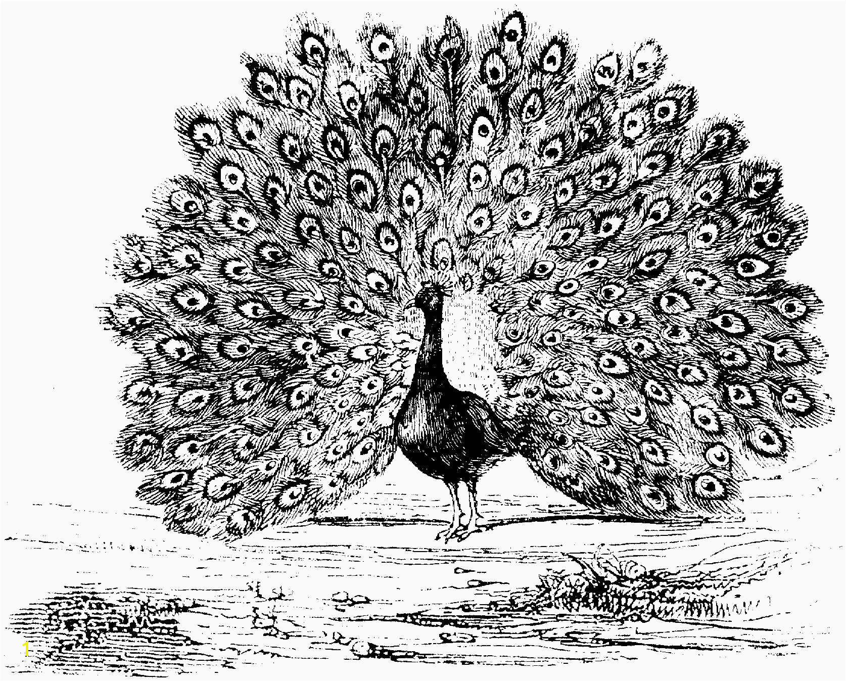 Advanced Coloring Pages Of Animals Peacock Coloring Beautiful Gallery Inspirational Advanced Peacock