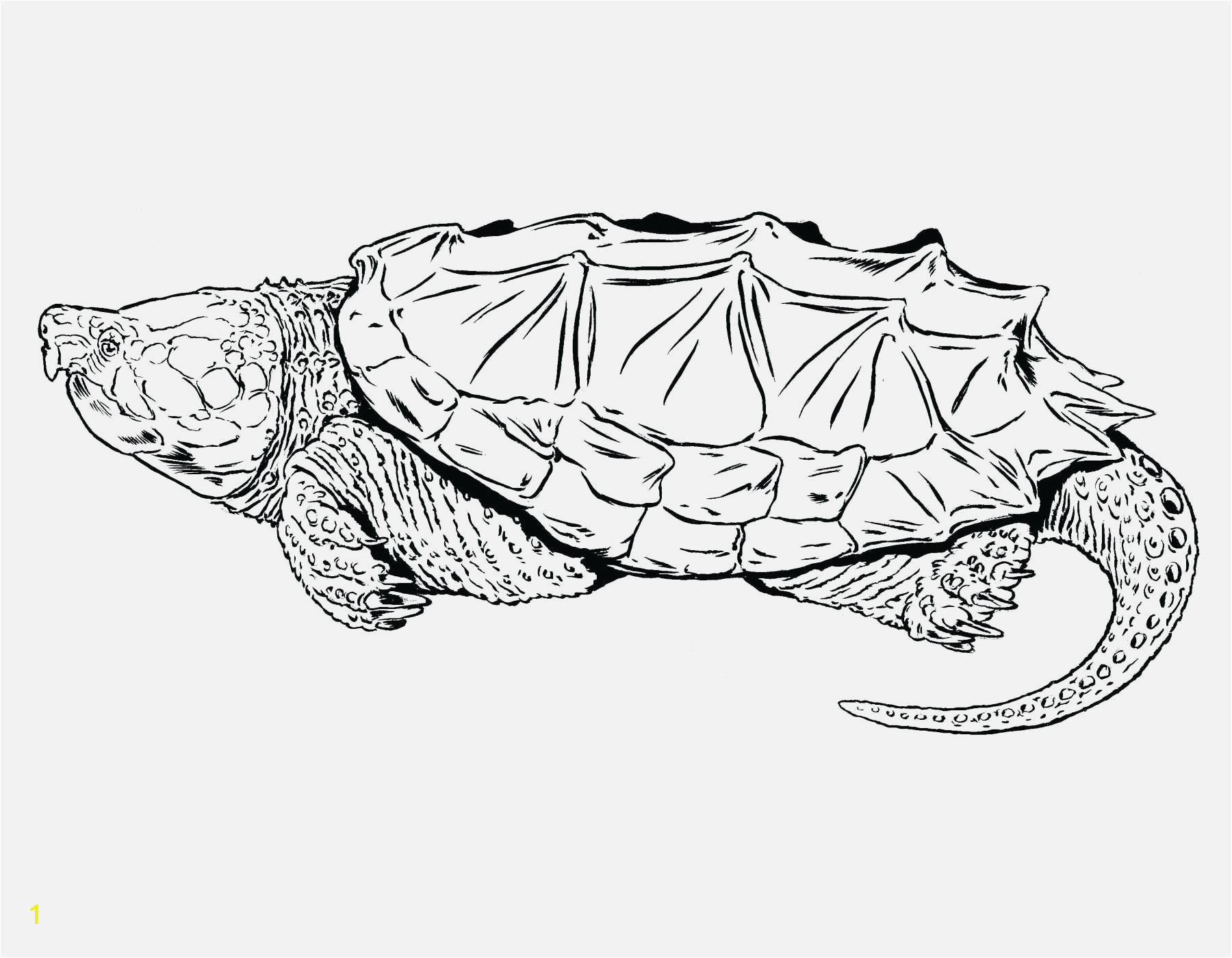 American Alligator Coloring Page Free Printable Alligator Coloring Pages