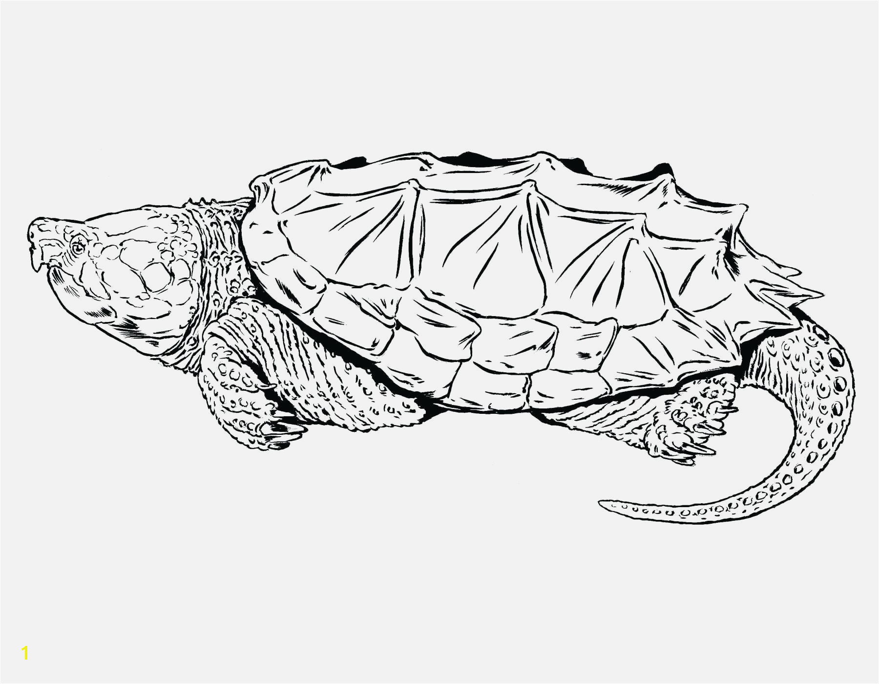 Alligator Coloring Pages Easy and Fun Fresh Yertle the Turtle Coloring Page Pics Printable Coloring Pages