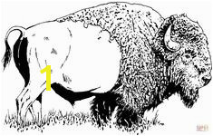 American Bison Coloring Page 215 Best Buffalo and Bison Sketches Images