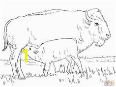 American Bison Coloring Page 240 Best Color Animals Images On Pinterest