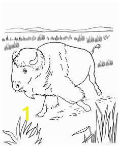 American Bison Coloring Page 43 Best Bison Images On Pinterest