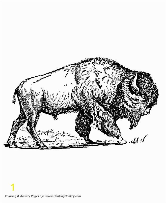 bison coloring page coloring pagesbison coloring page