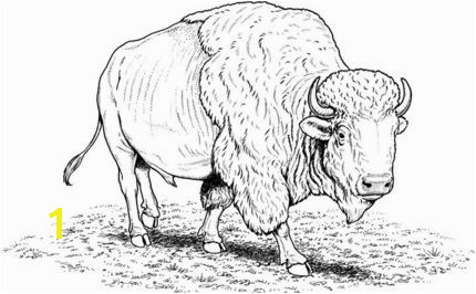 to see printable version of American buffalo bison coloring page