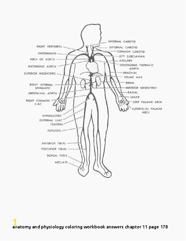 Anatomy and Physiology Coloring Workbook Answers Chapter 11 Page 178