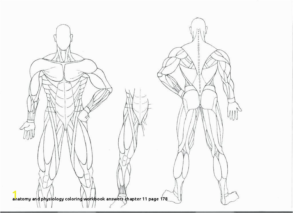 Anatomy and Physiology Coloring Workbook Answers Chapter 11 Page 178 Anatomy and Physiology Coloring Workbook Answers Chapter 11 Page 178