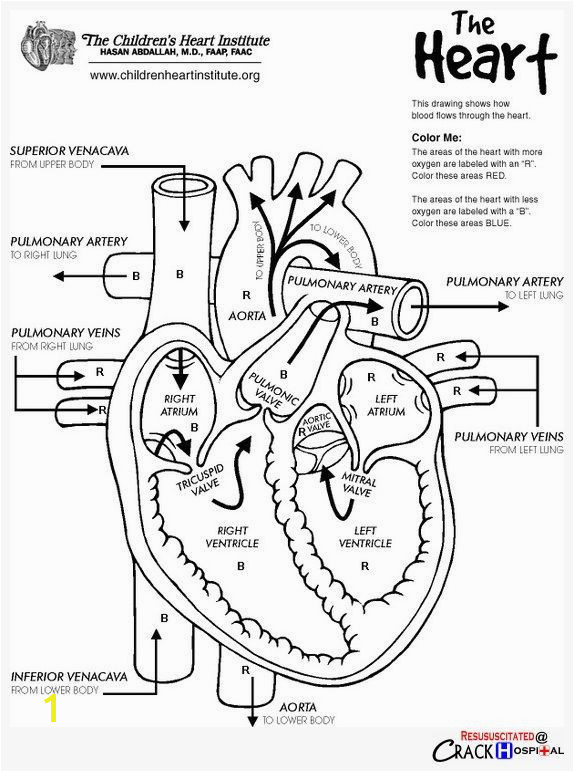 Luxury Anatomy and Physiology Coloring Workbook Answers Anatomy And Physiology Coloring Workbook Answers Chapter 11 Page 178