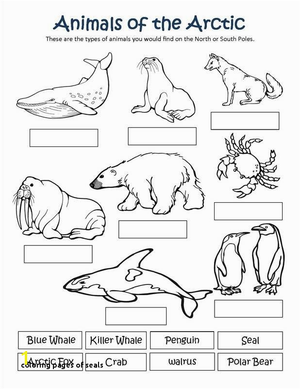 Arctic Animals Coloring Pages Coloring Pages Seals 27 Arctic Animals Coloring Pages Printable