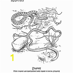 Reptiles Coloring Book Snakes Coloring Page