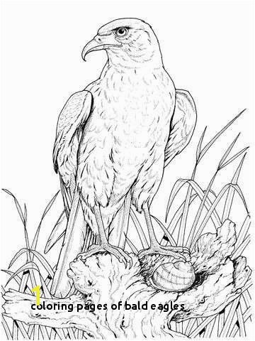 Coloring Pages Bald Eagles Eagle Coloring Pages Luxury Perched Golden Eagle Coloring Page