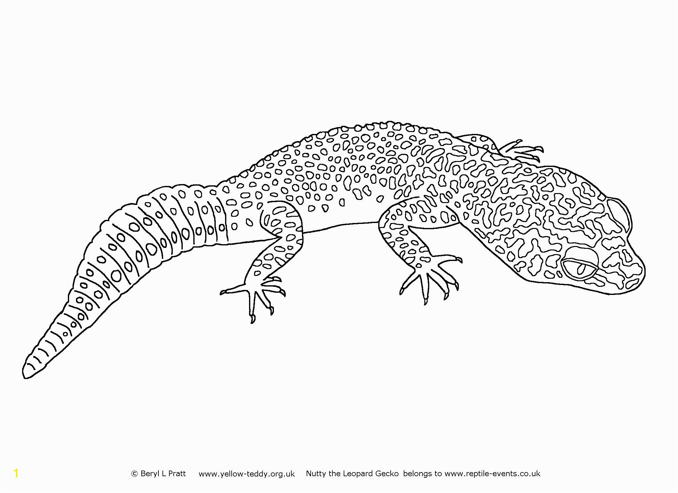 Bearded Dragon Coloring Pages Colouring Reptiles Montessori Bugs Quote Coloring