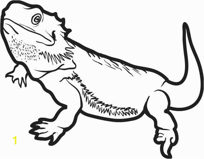 Bearded Dragon Coloring Pages toothless Coloring Pages High Quality Coloring Pages Free Easy