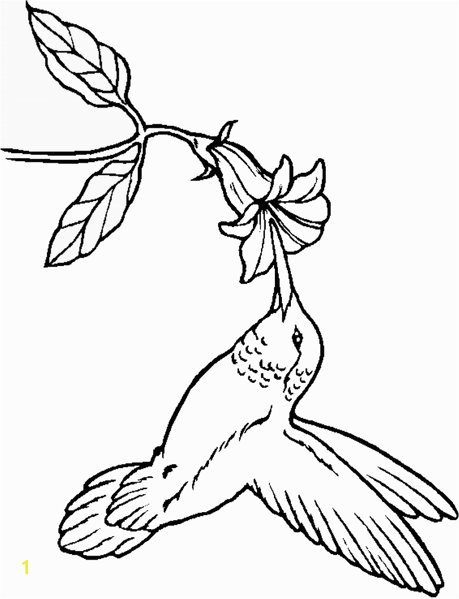 Humming Bird Coloring Pages