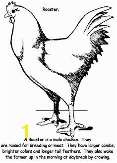 Free Rooster to Print