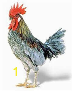 April 14 1939 the Delaware General Assembly made the Blue Hen Chicken the