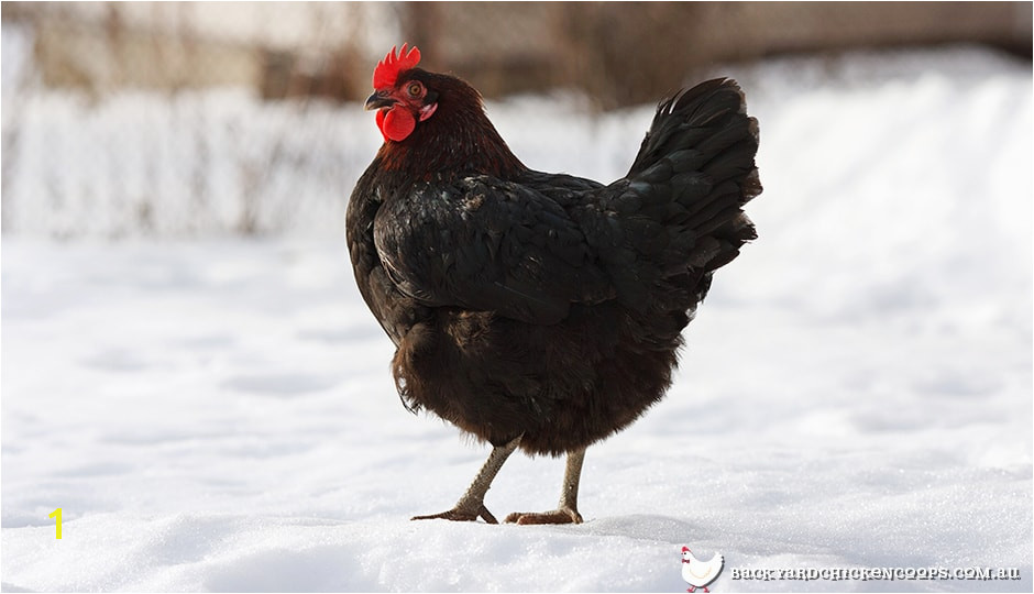 australorp chickens are a great breed for the