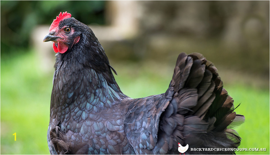 australorps chickens are an aussie backyard favourite