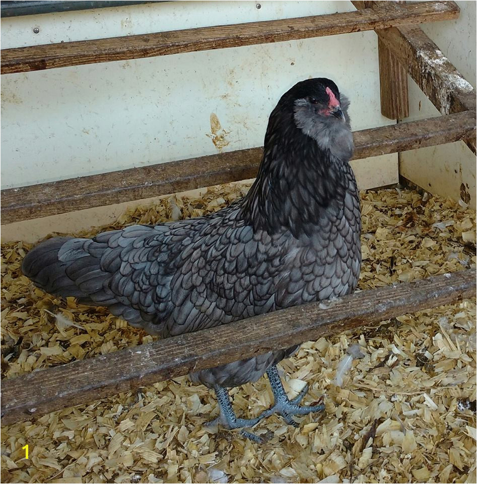 Ameraucana Chickens