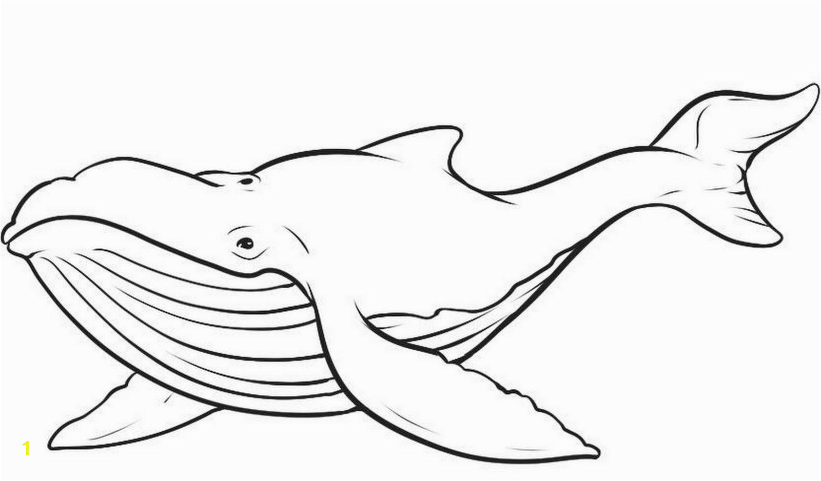 Humpback Whale Coloring Pages