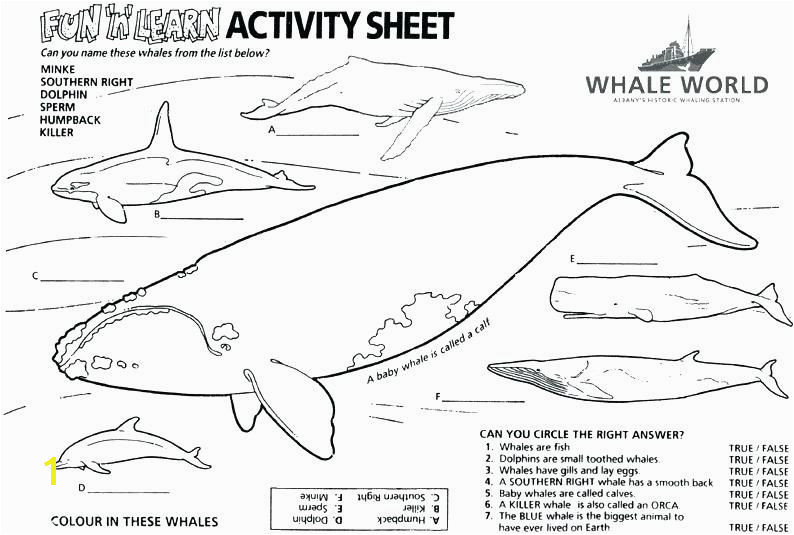 Orca Coloring Pages Awesome 50 Precious Killer Whale Coloring Pages Dannerchonoles Orca Coloring Pages New