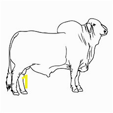 15 Best Bucking Bull Coloring Pages