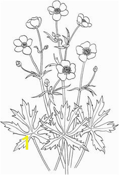 Ranunculus Acris or Tall Buttercup Coloring page Flower Coloring Pages Coloring Pages For Kids