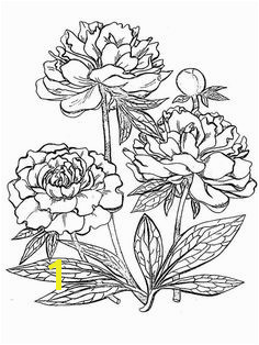 Peony Flower coloring pages Download and print Peony Flower Peony Drawing