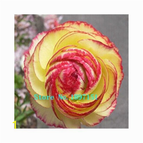 Amazon 100 PCS Bag Ranunculus seeds Flower Seeds For Home & Garden DIY Plants Persian Buttercup Seed Flower Bulbs Original Packaging Garden &