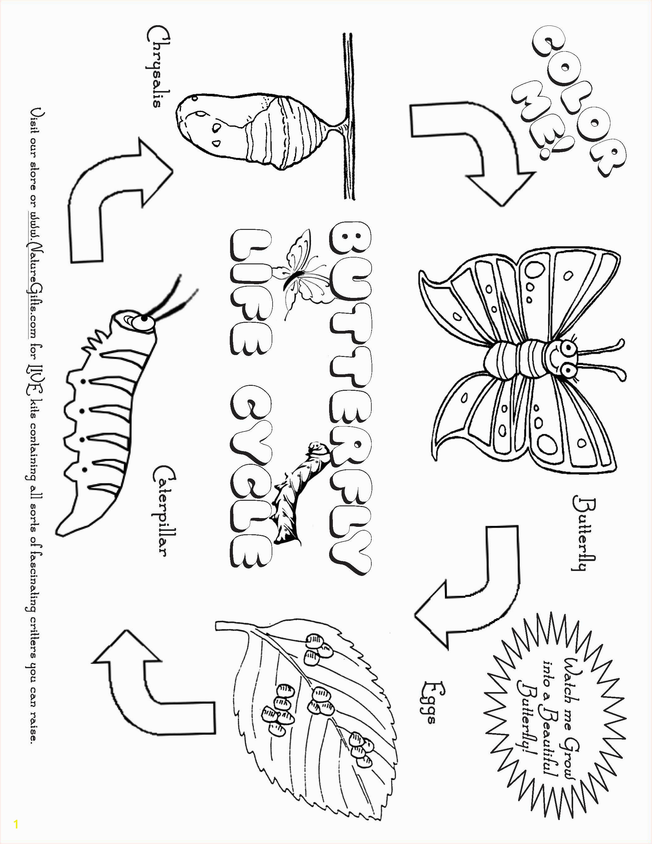 Butterfly Coloring Pages Print Free butterfly Coloring Pages butterfly Life Cycle