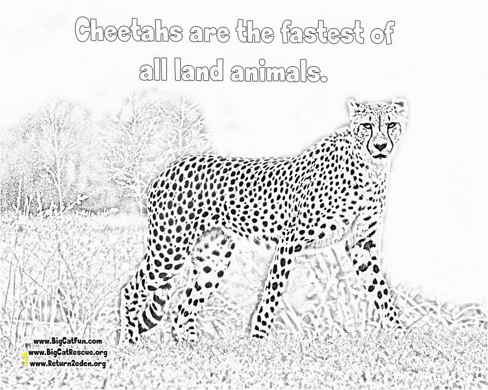 line Cheetah Coloring Pages