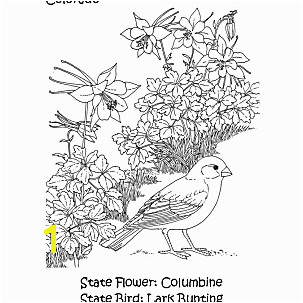 Colorado State Bird and Flower Coloring Page