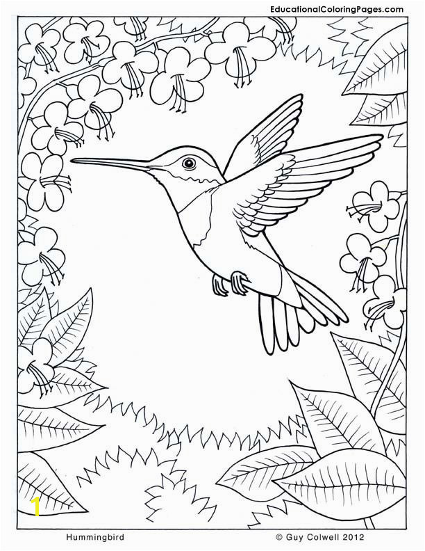 coloring pages hummingbirds