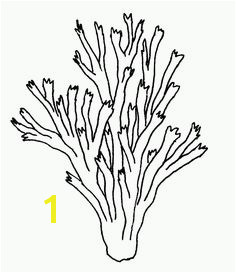 Corals Coloring Page Coloring Home Coral Reef Drawing Coral Reef Craft Ocean Mural