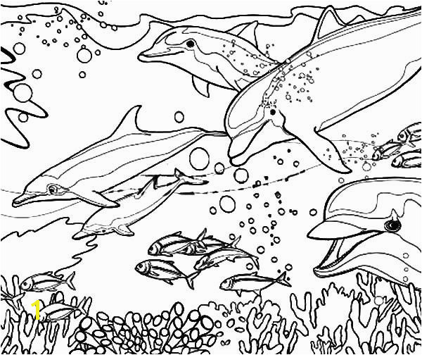 Dolphin Coloring Pages Coral Reef Fish Dolphin Coloring PagesFull